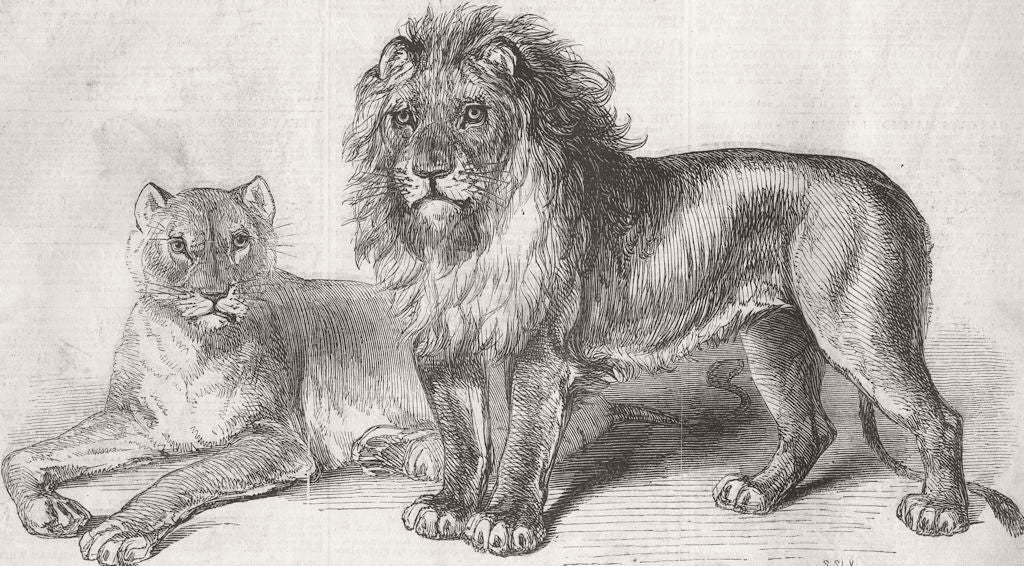 SOUTH AFRICA. Lion & lioness from Cape of Good Hope 1846 old antique print